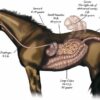 DiVet - fordøyelse (Hest) - Bilde 3