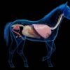 Amazing Breath for lunger og slimhinner - Bilde 2