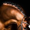 Grooming pakke – Time to Shine