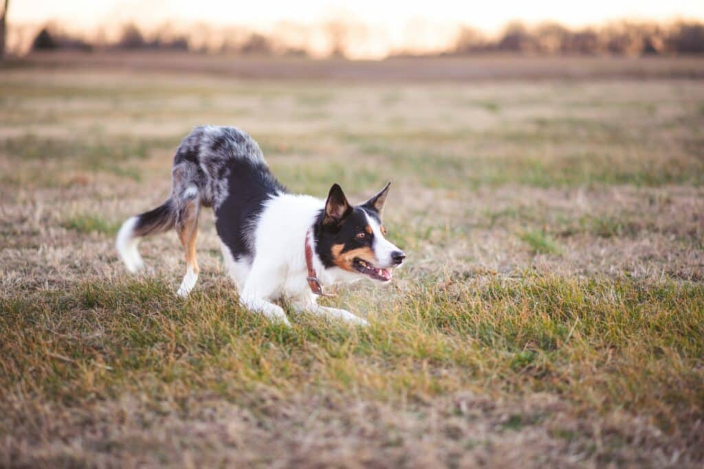 Aktiv gjeterhund som leker ute på jordet