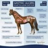 Ulcer Ease – Naturlig støtte for hester med magesår eller fordøyelsesproblemer